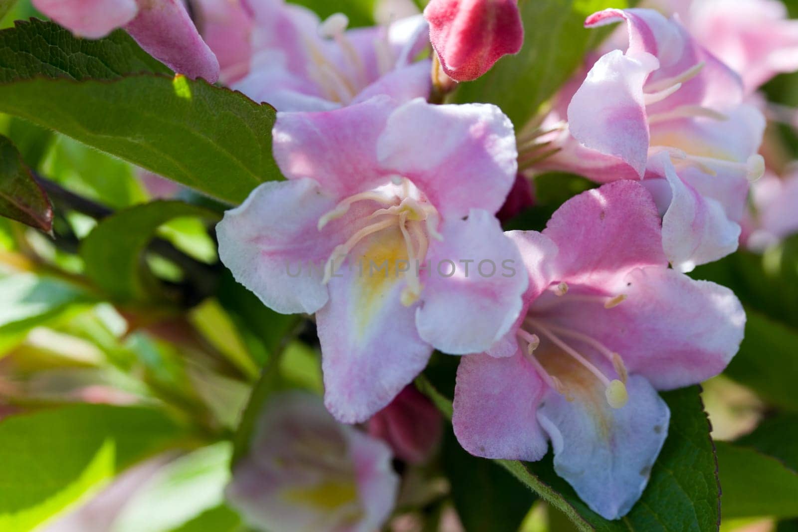 Apple blossom