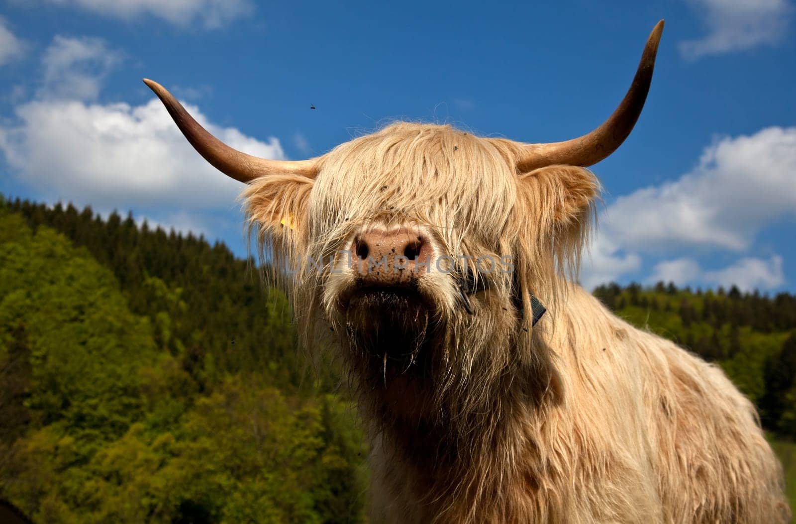 Highland cattle........