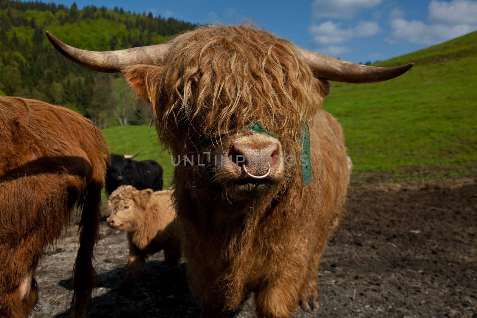 the bull of .............