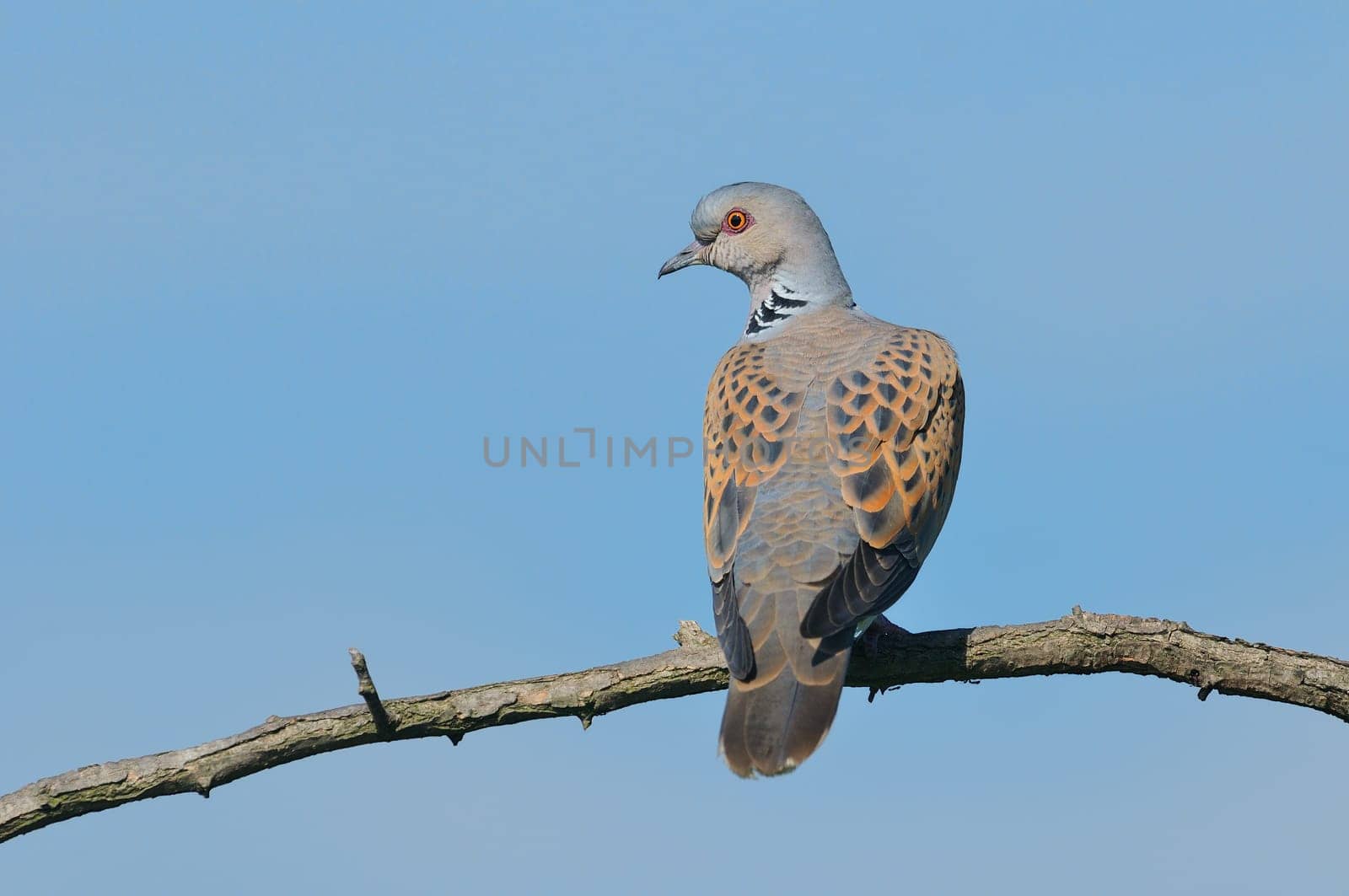 Turtle dove