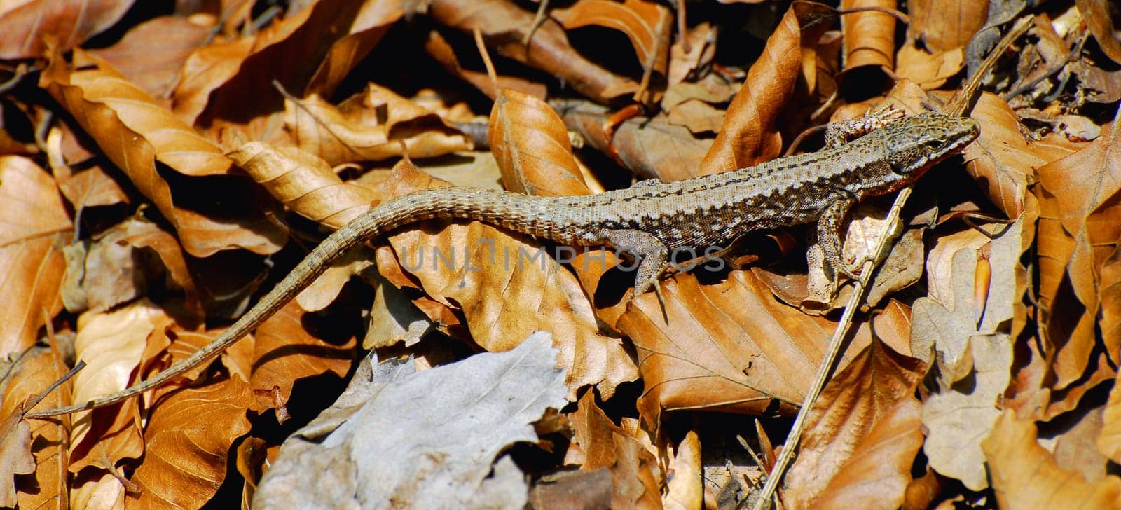 The Lizard