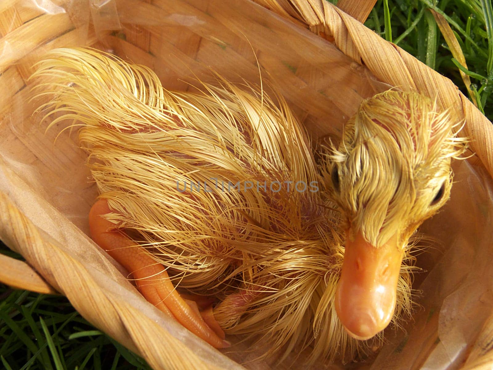 Little duckling still wet from hatching