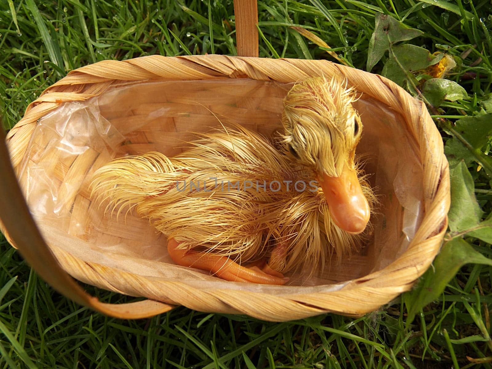 Little Duckling