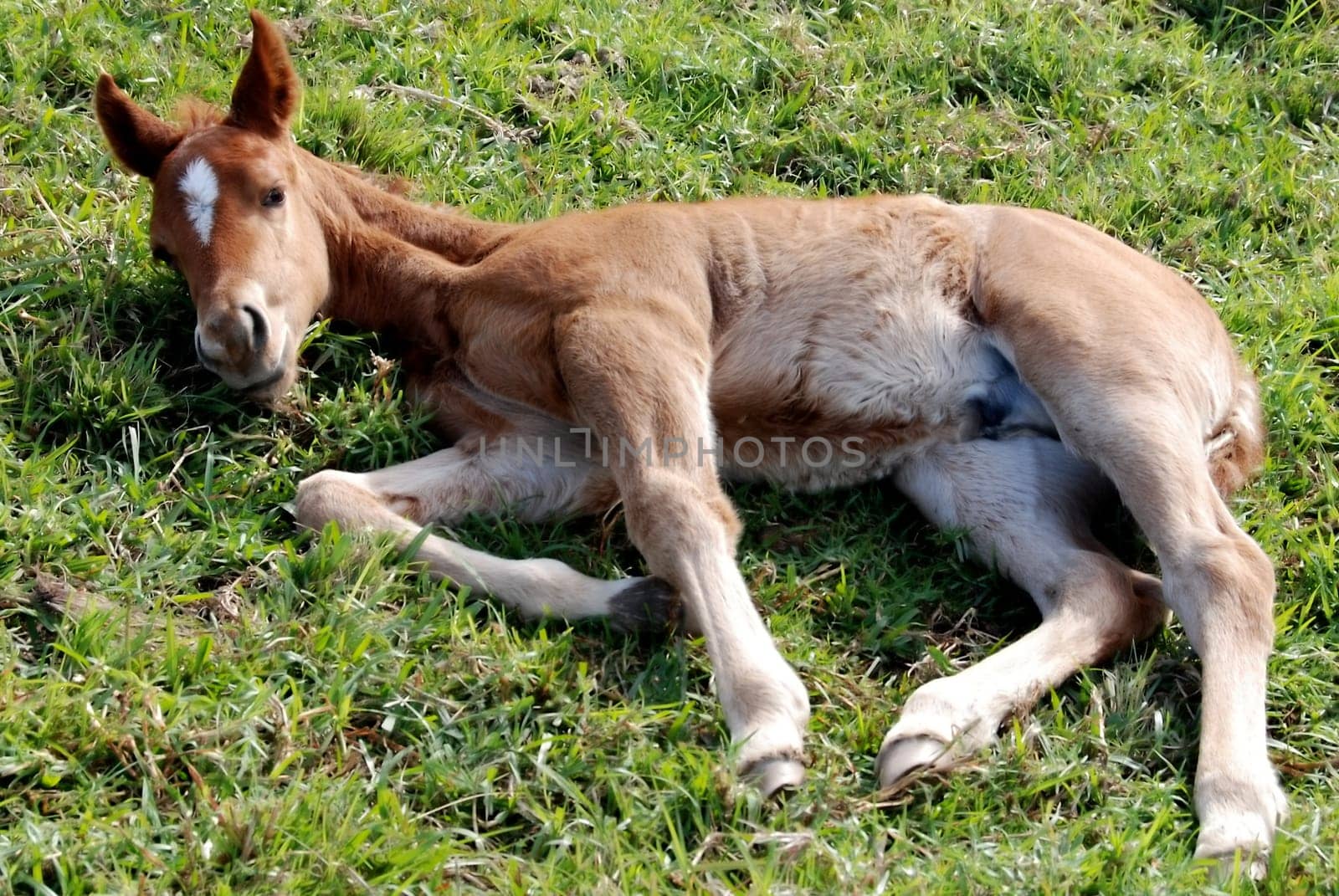 Foal tired