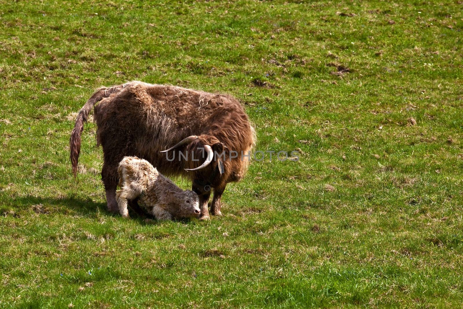 3 hours old