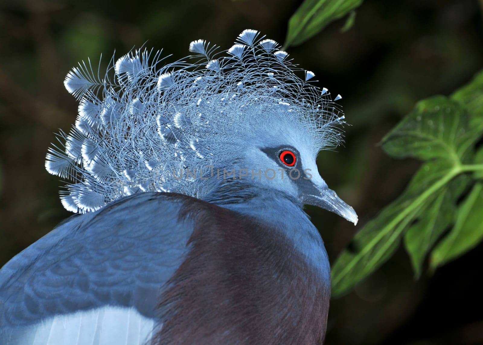 Fan pigeon