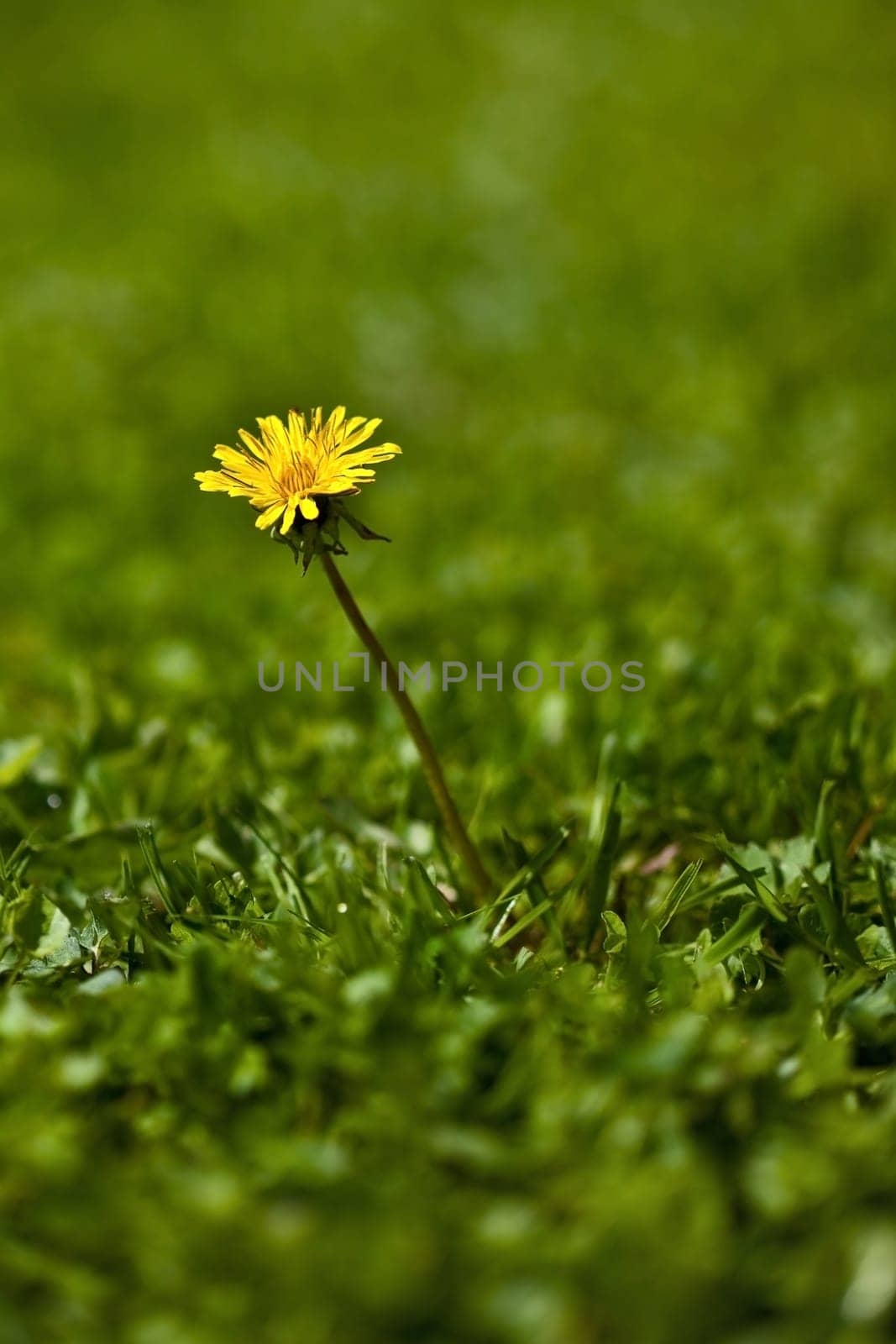 Dandelion