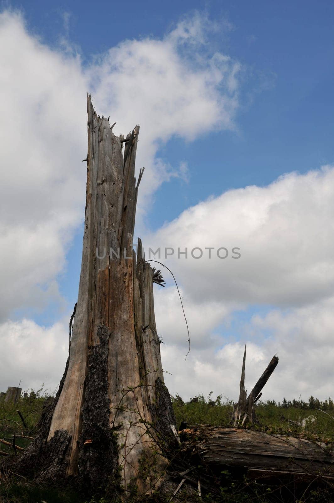 Windbreak