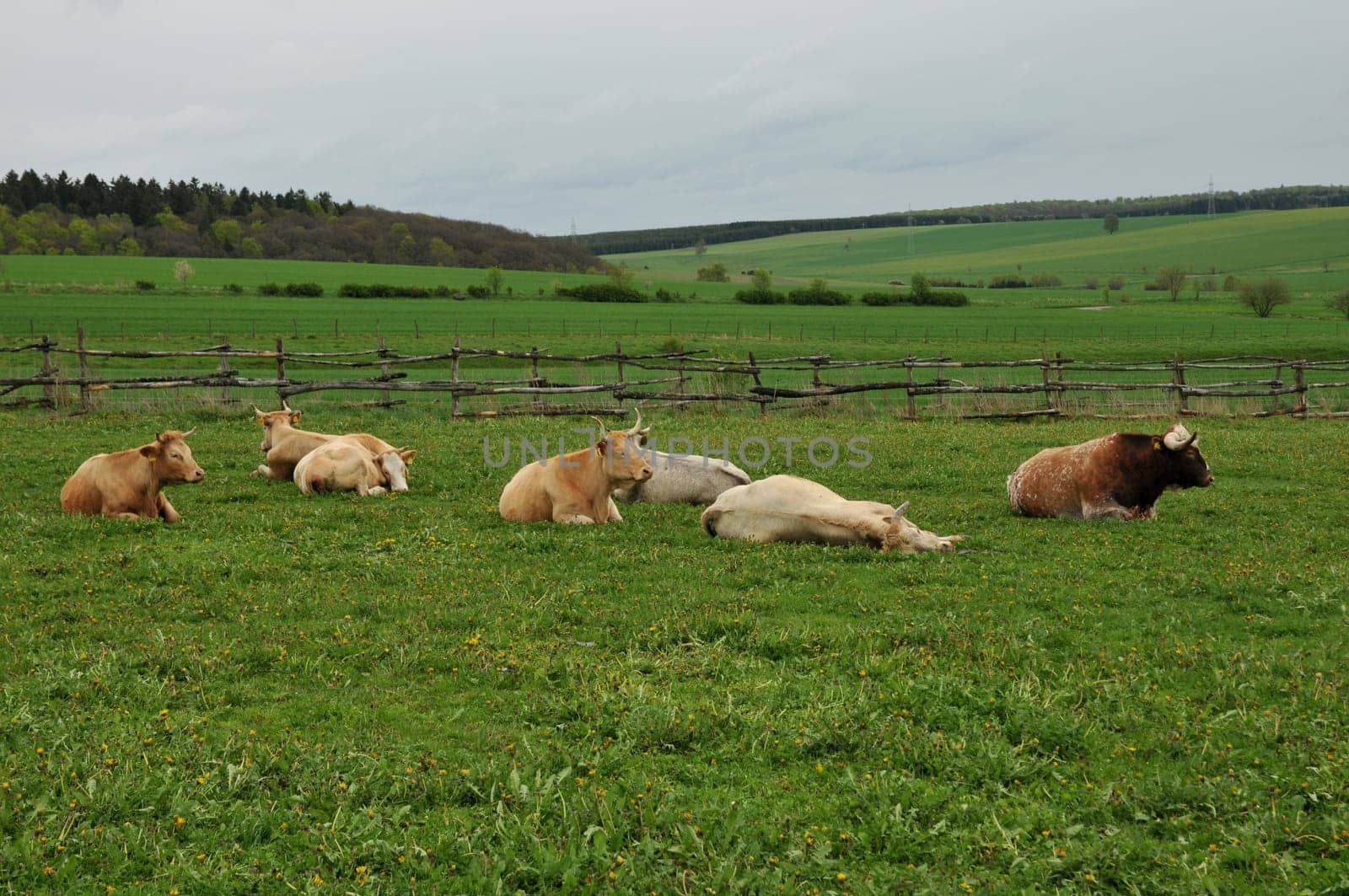 Cattle in the Harz Mountains