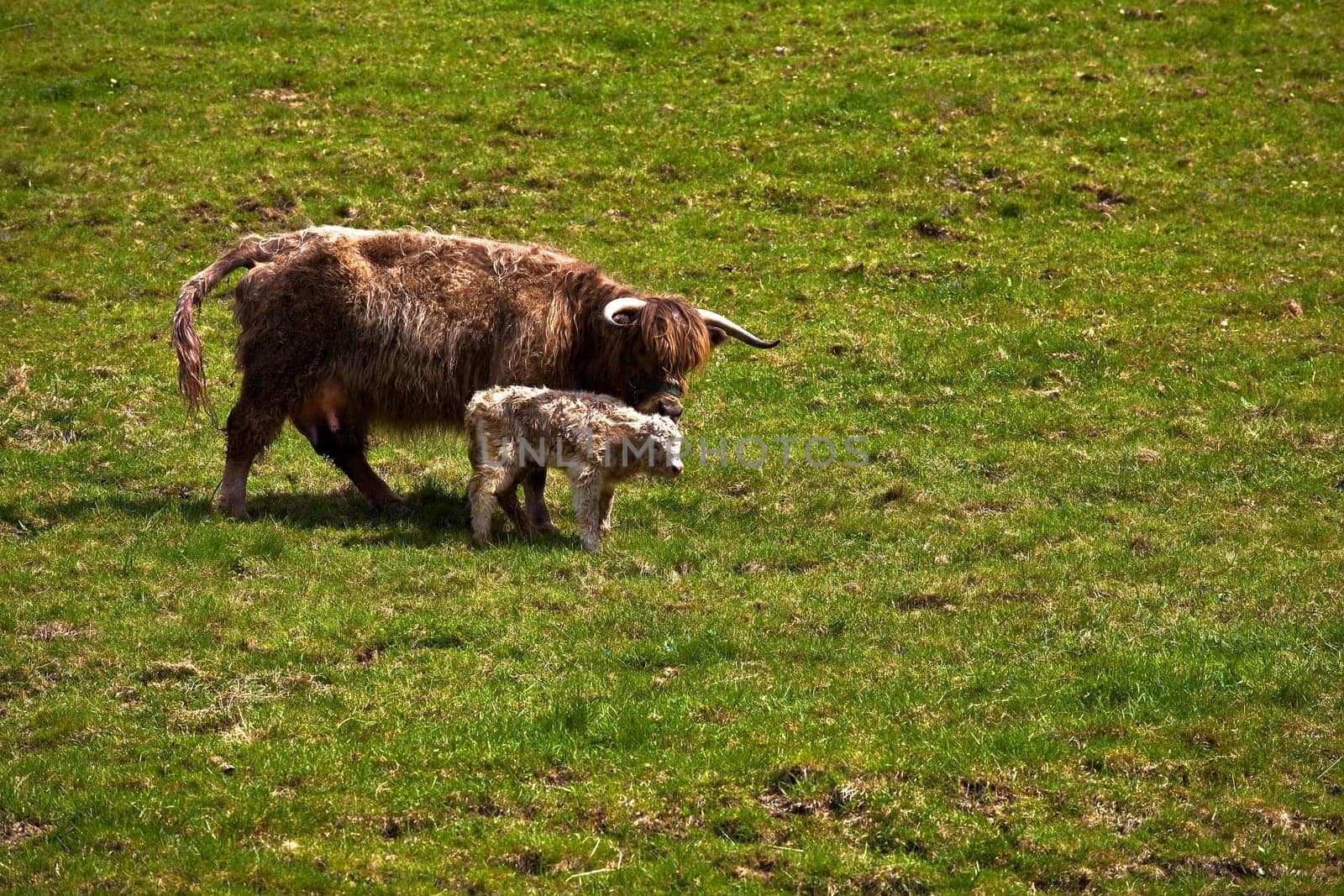 3 hour old Highland beef