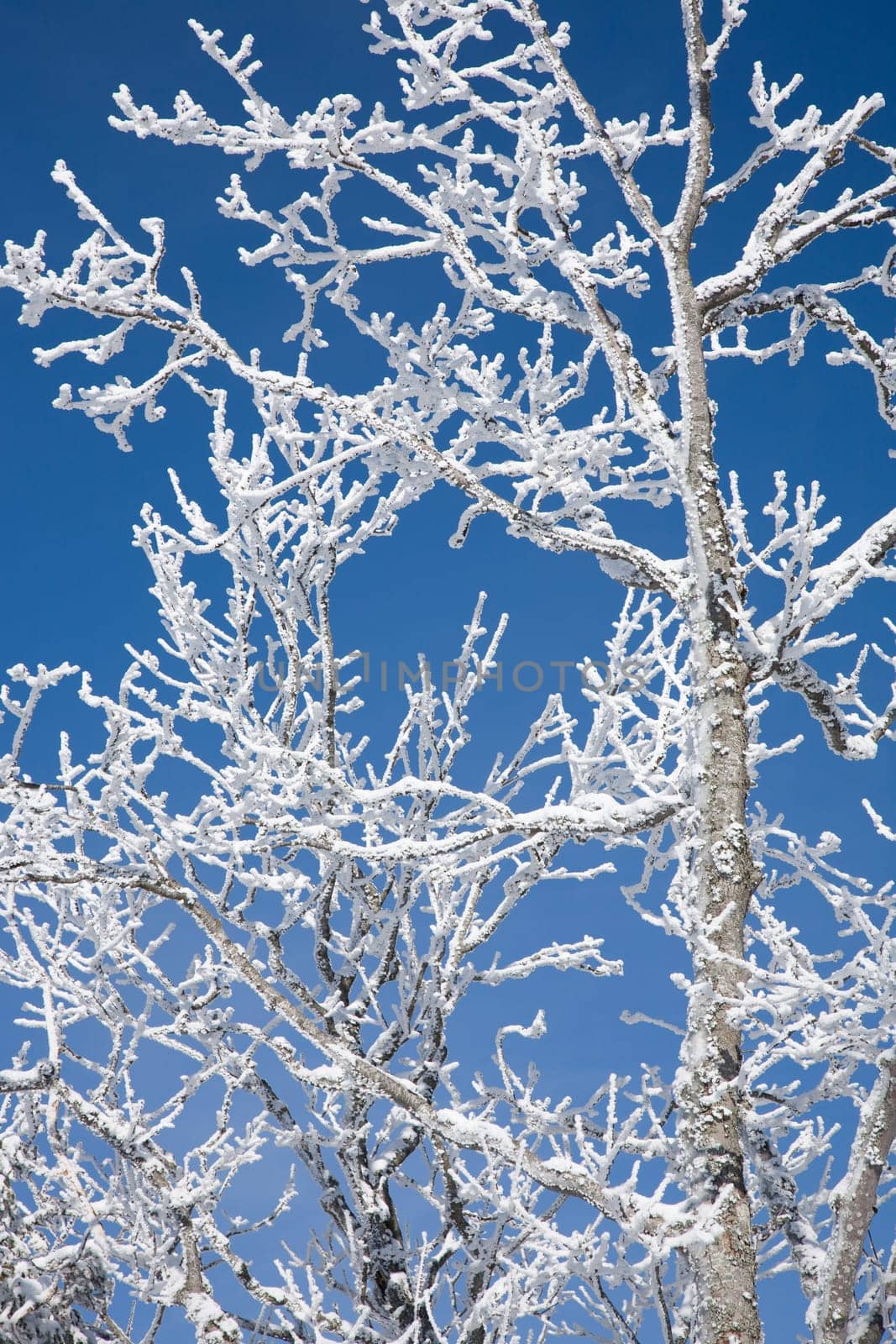 Hoarfrost