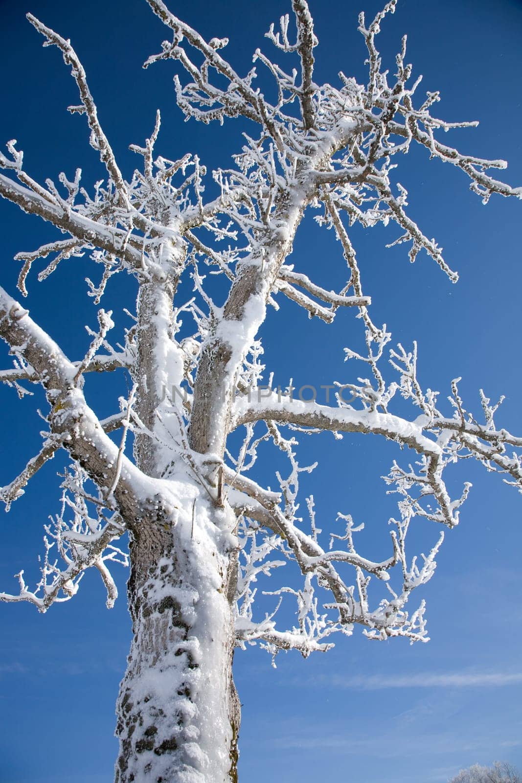 Hoarfrost