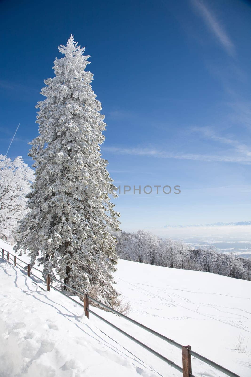 snowy tree