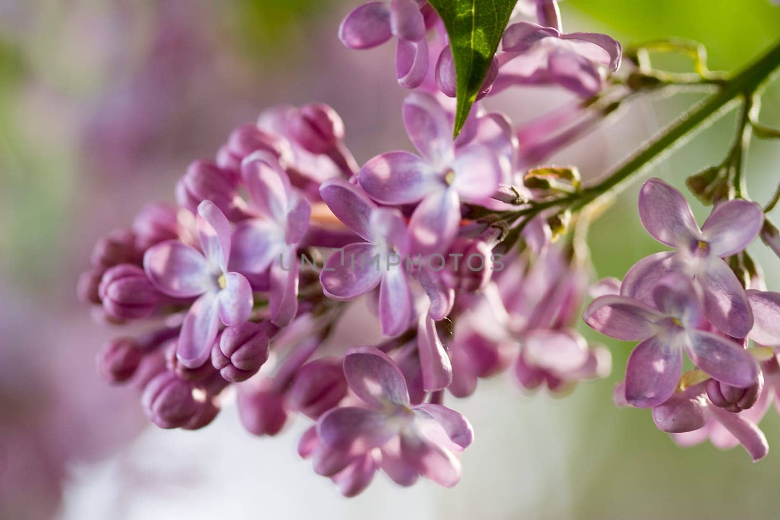 Lilac