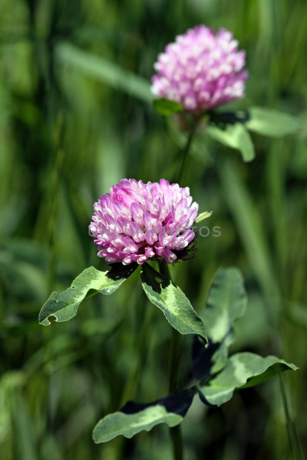 Trifolium pratense