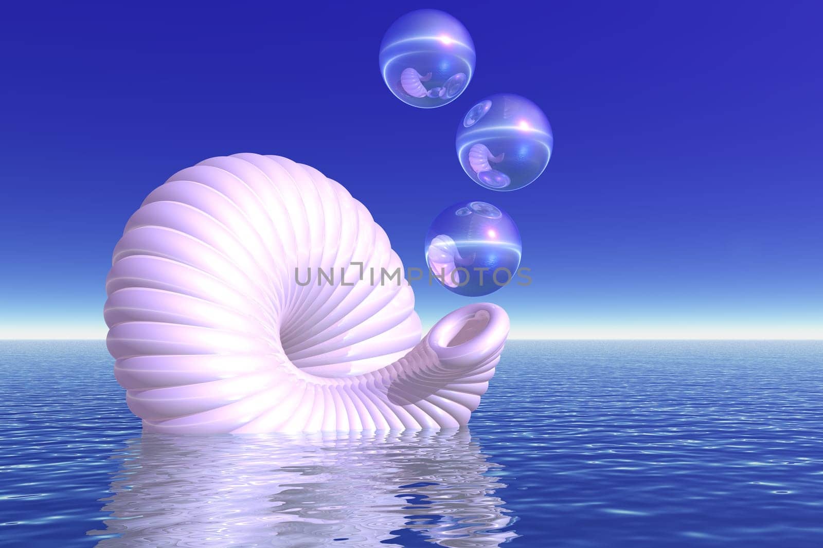 white shell with air bubbles