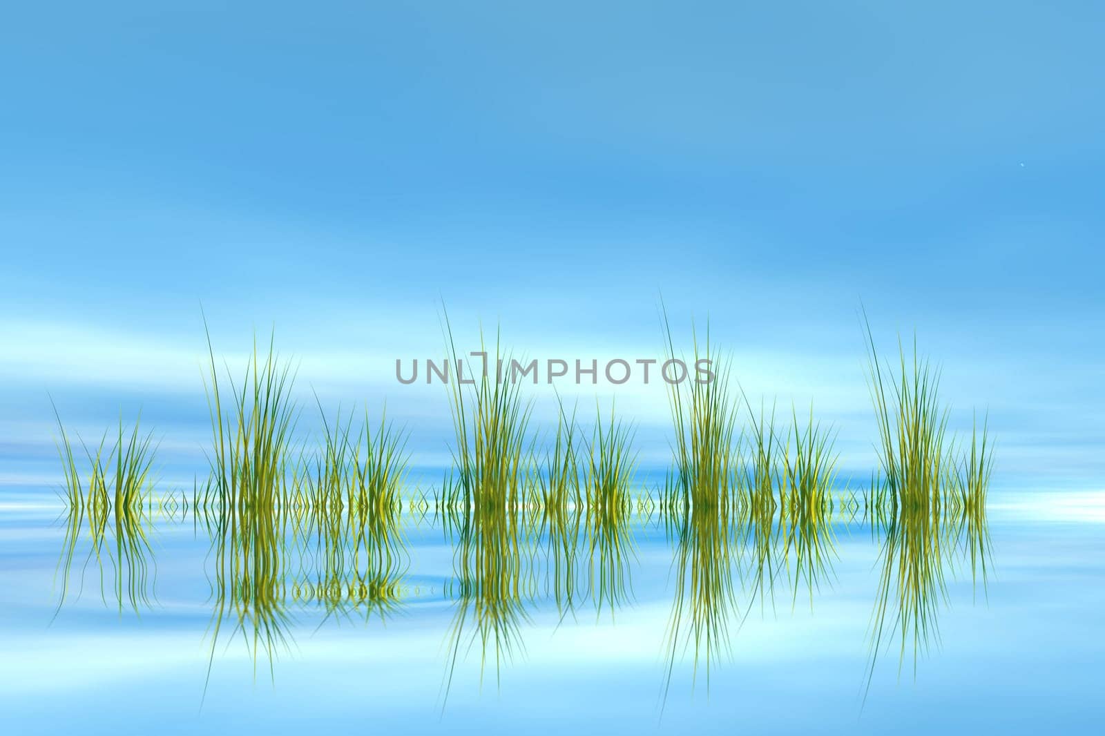 Grass with reflection