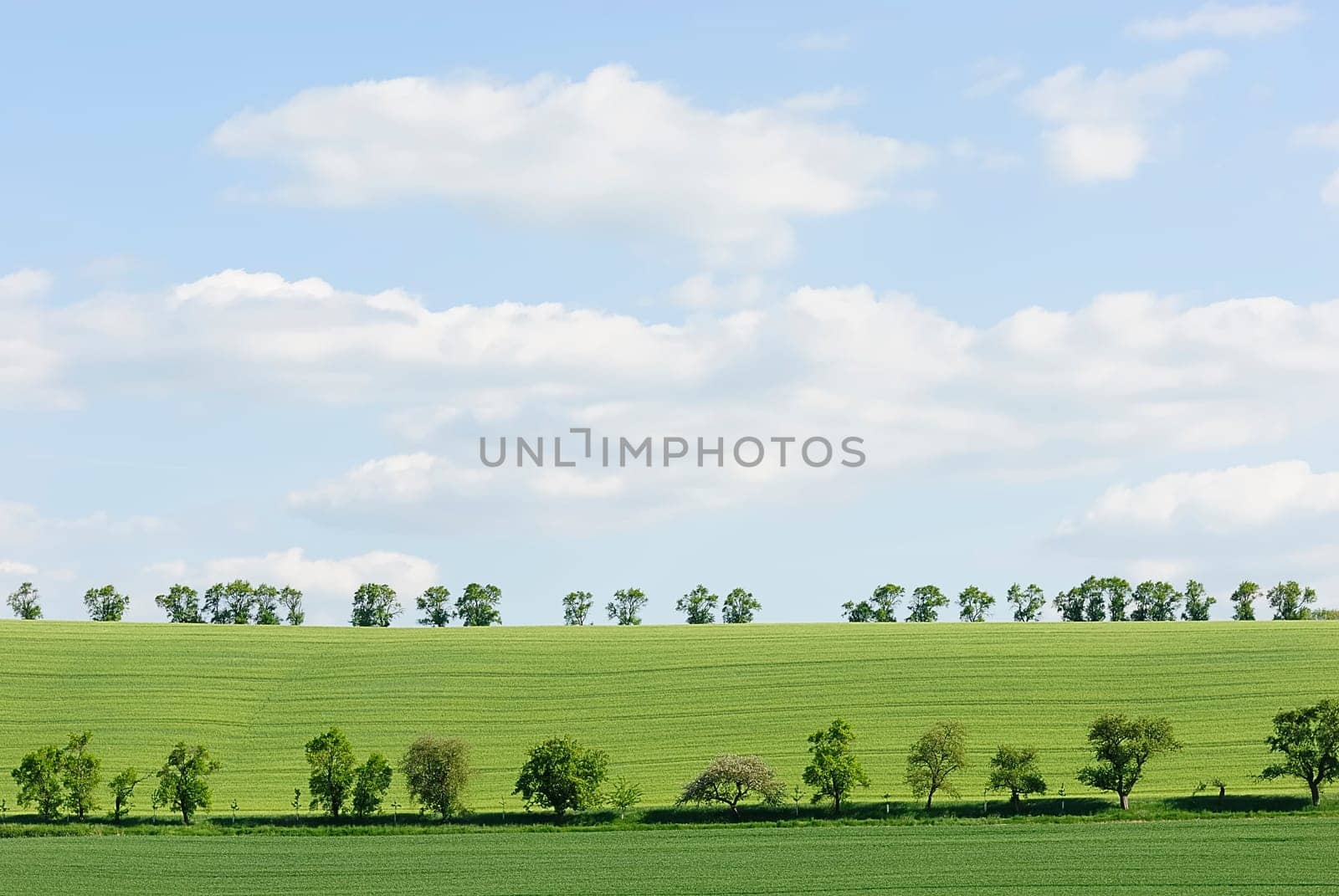 green 4