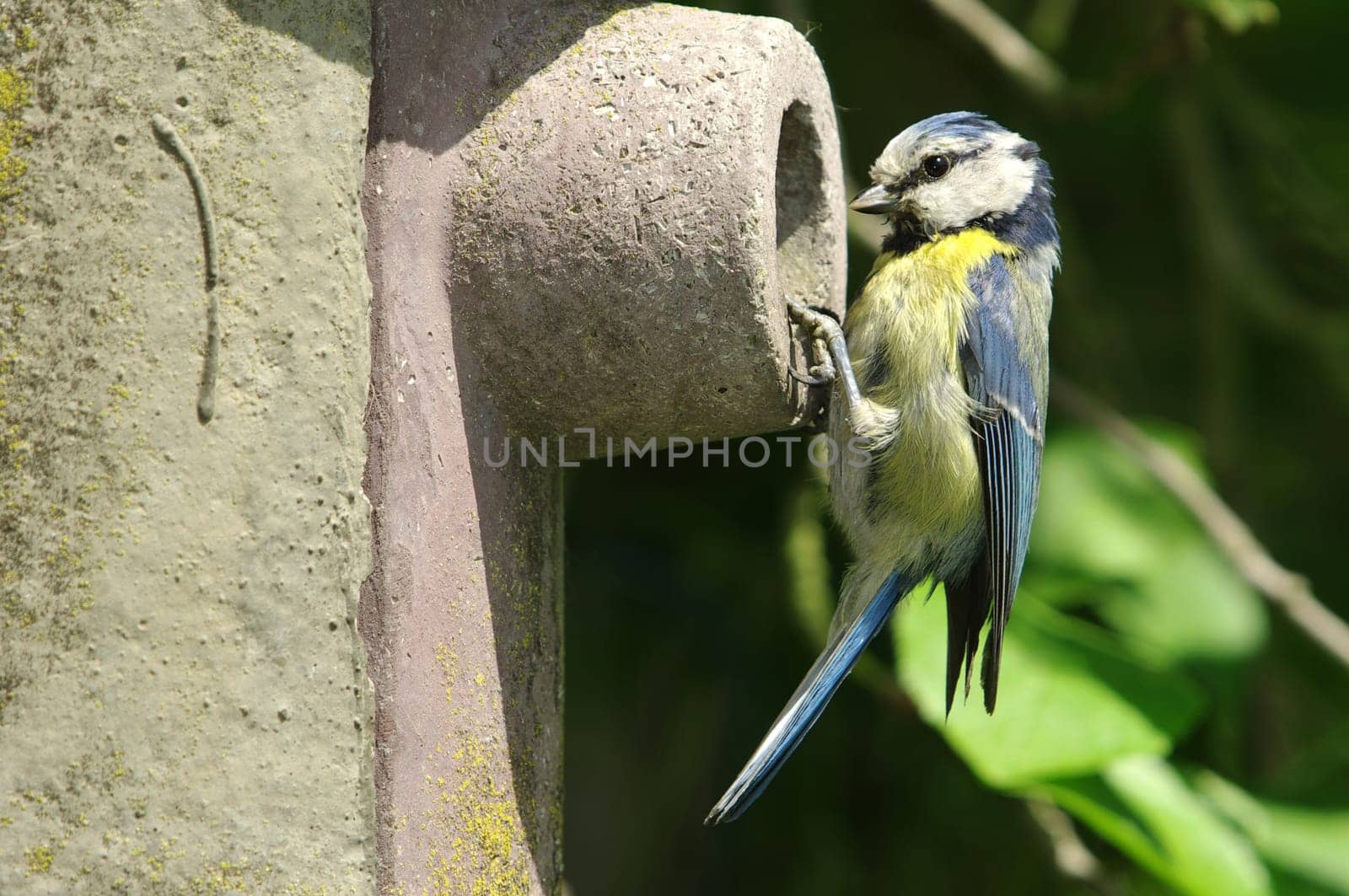 Blue at the nest box