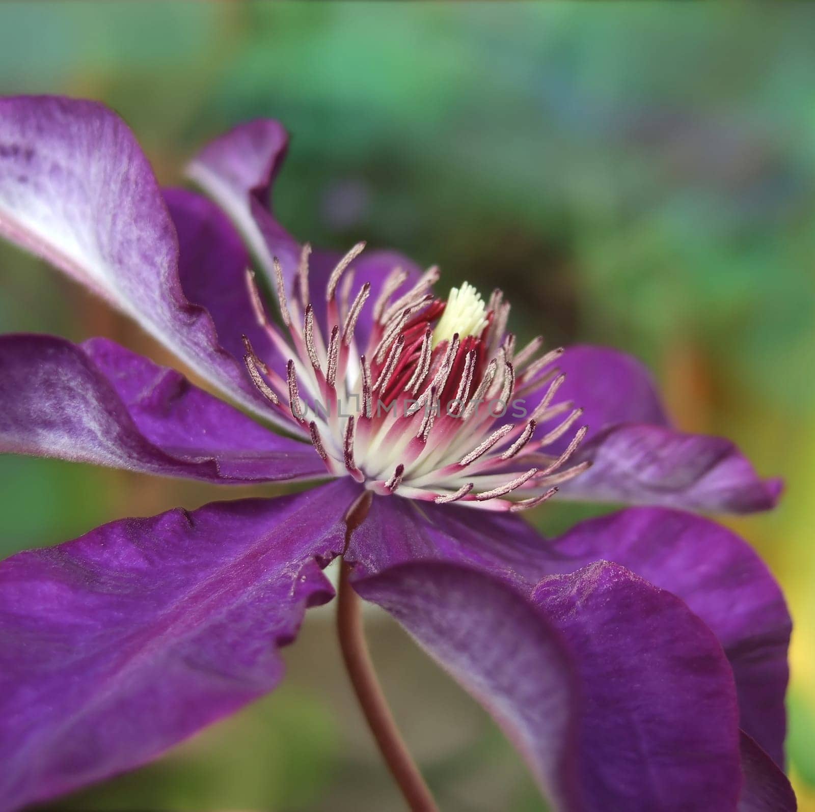 Clematis 2