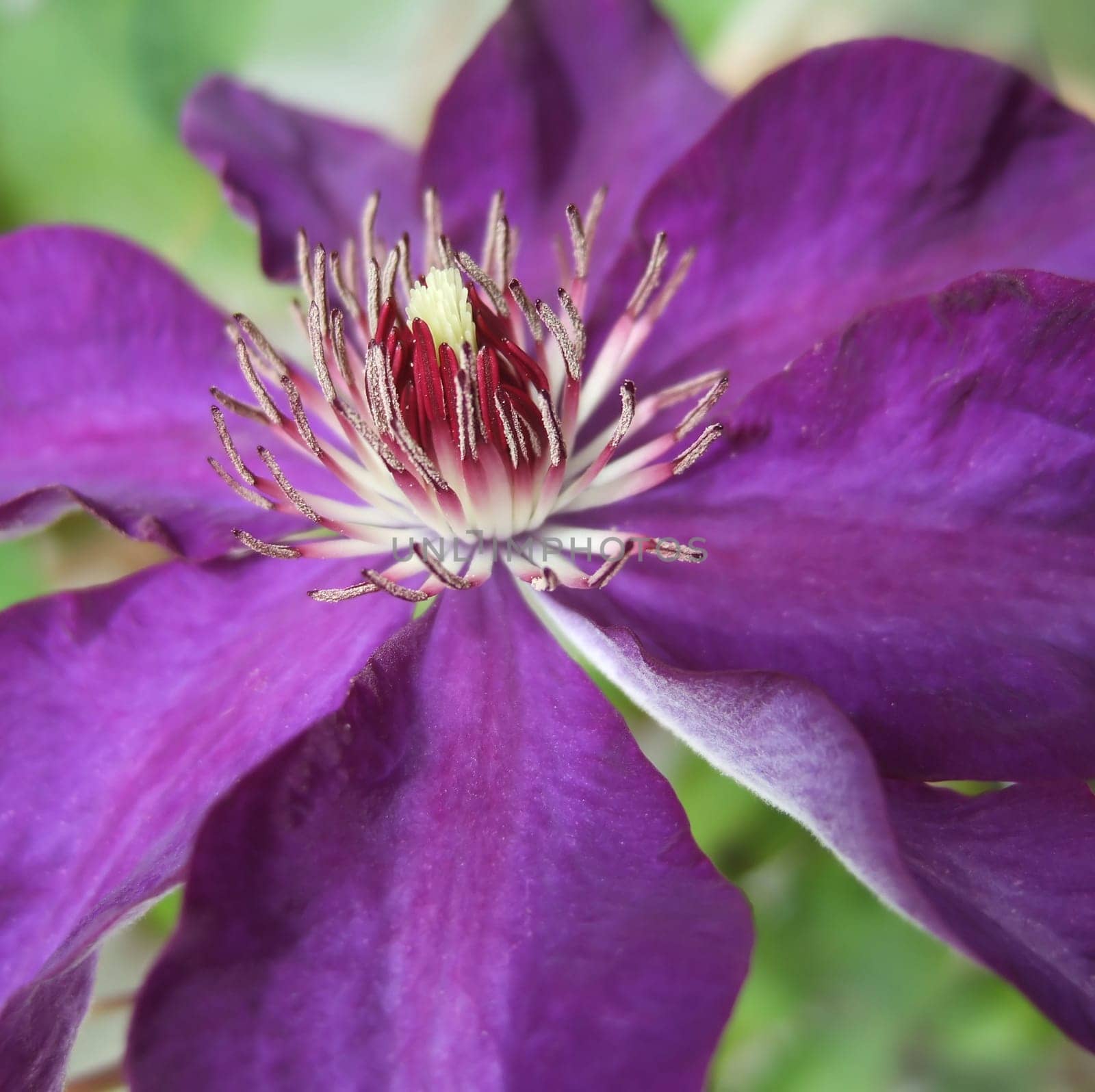 Clematis 4