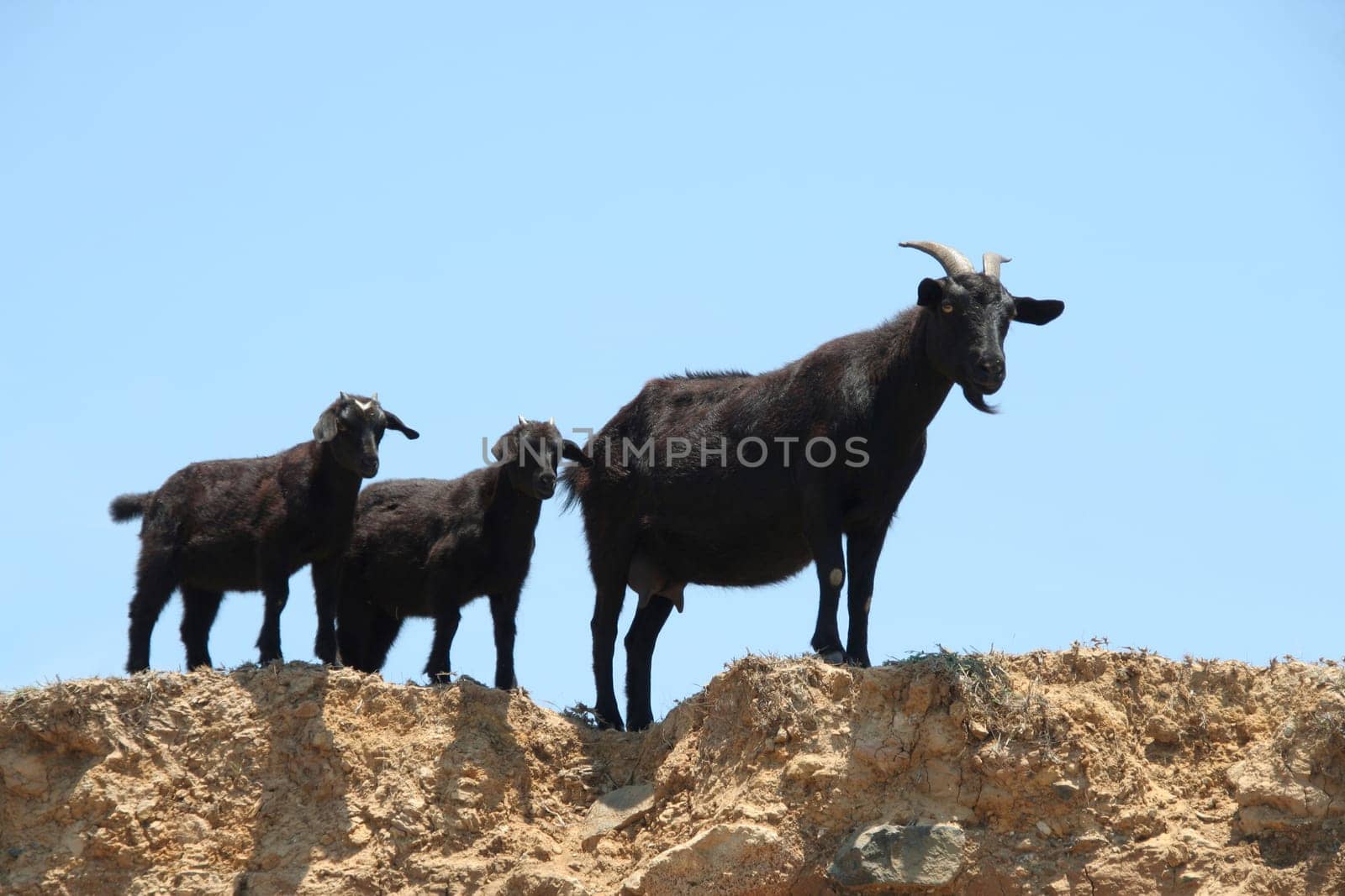 black goats