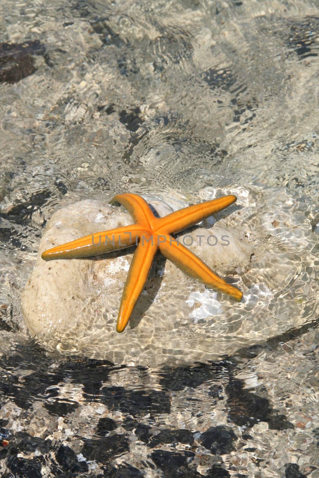 starfish sunbathing on tropical beach