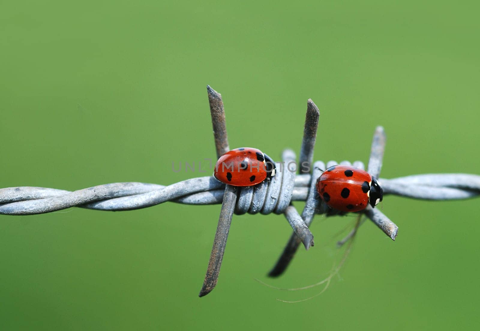 Two ladybugs on barbed wire