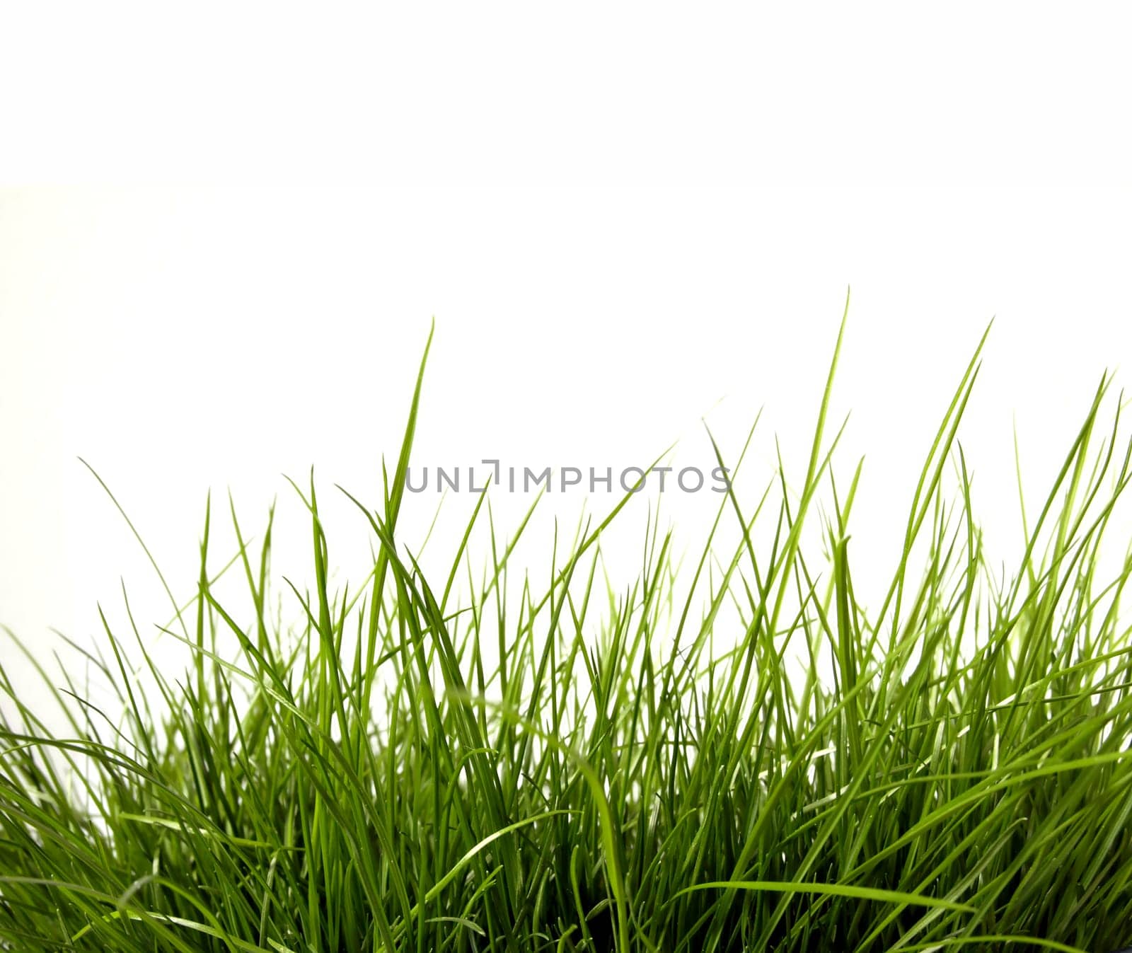 Green Grass