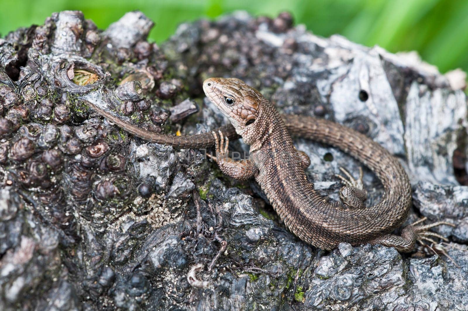 Wood lizard - Zootoca-vivipara