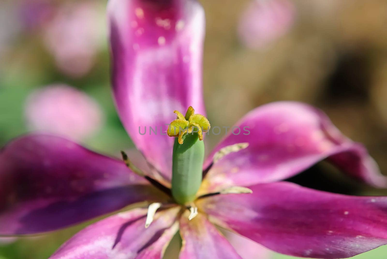 iris 17