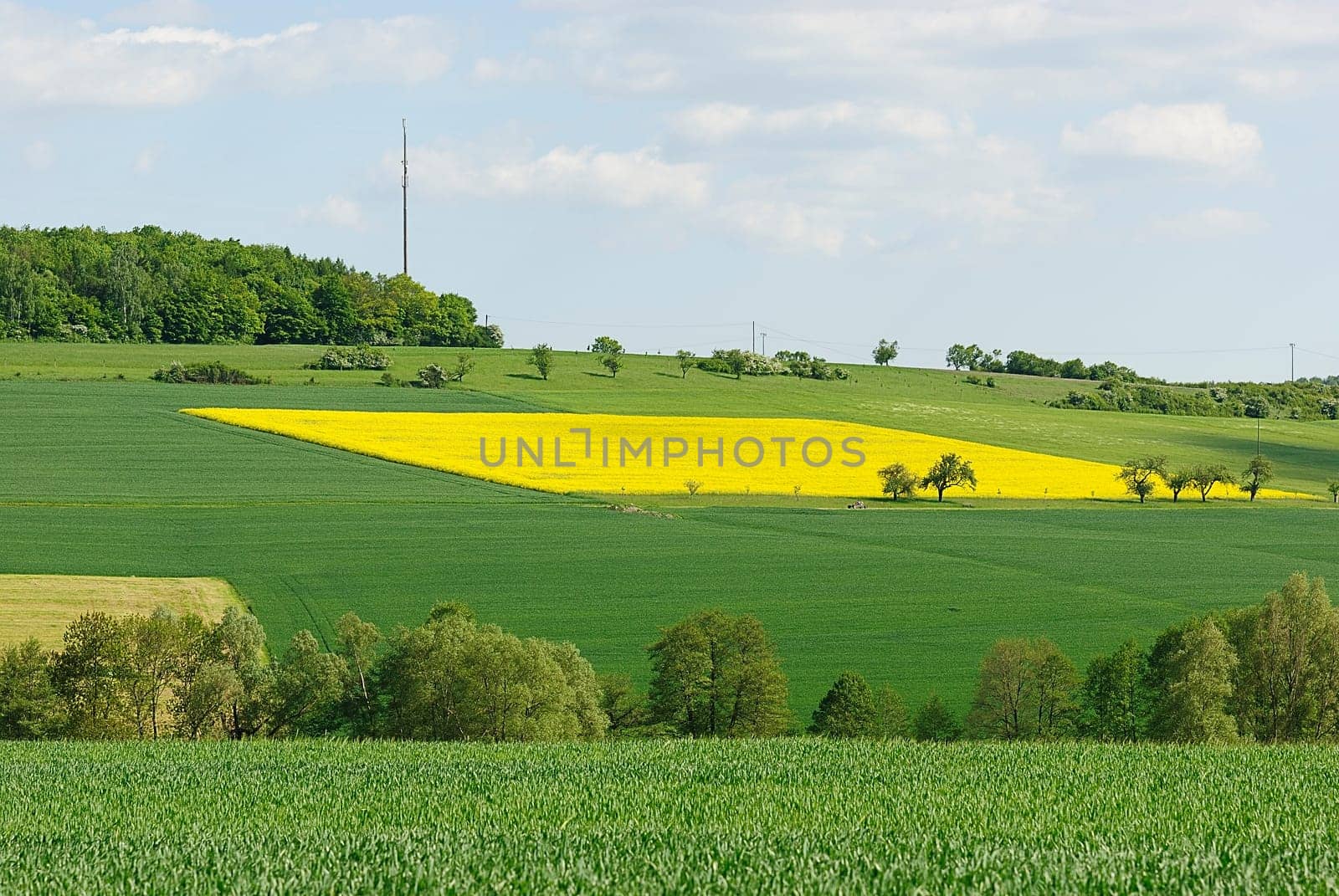 rapeseed 1