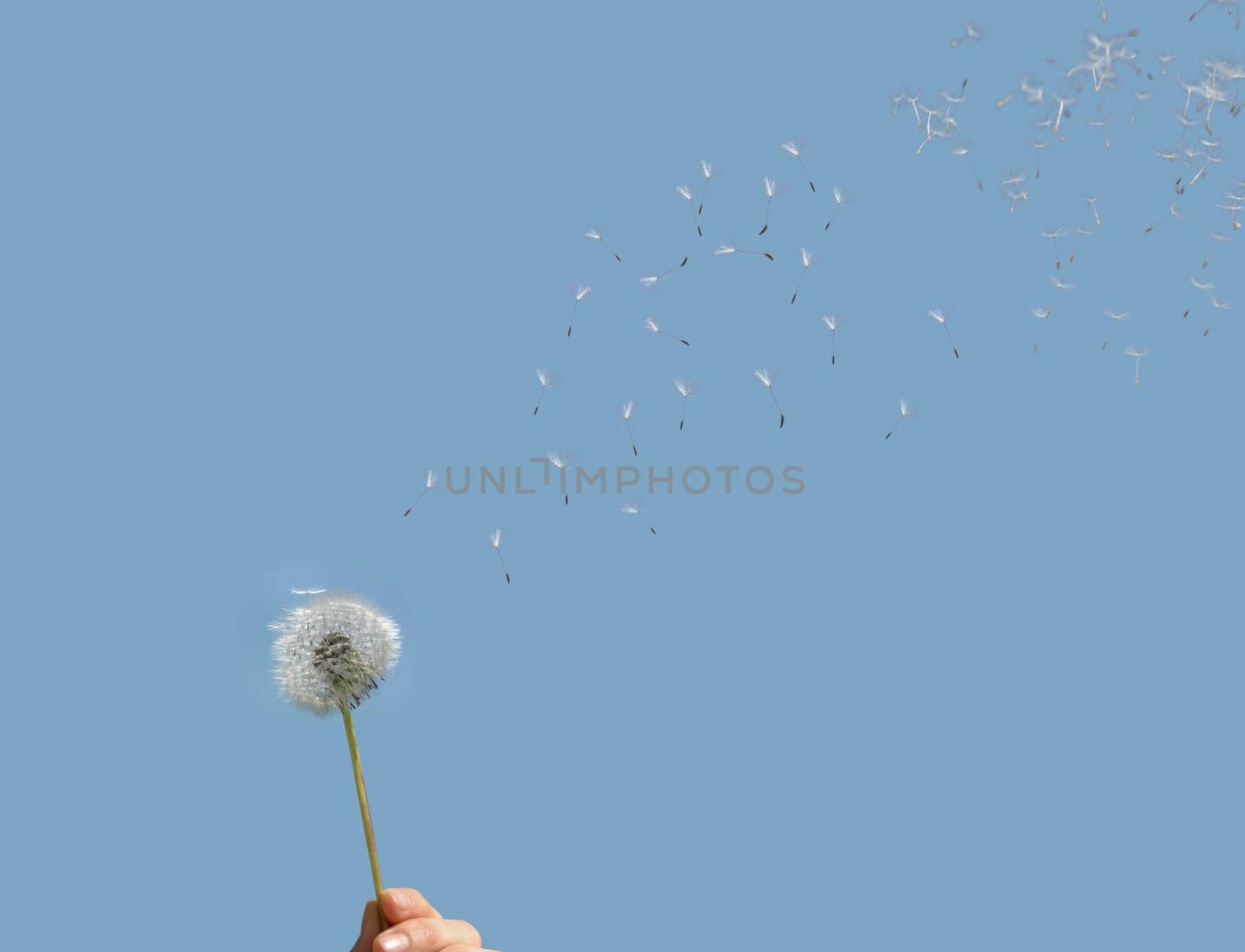 Dandelion