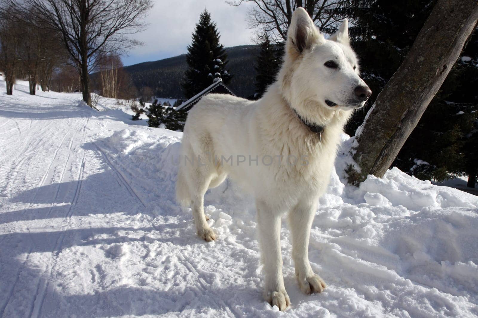Big white dog expecting in winter on snow way