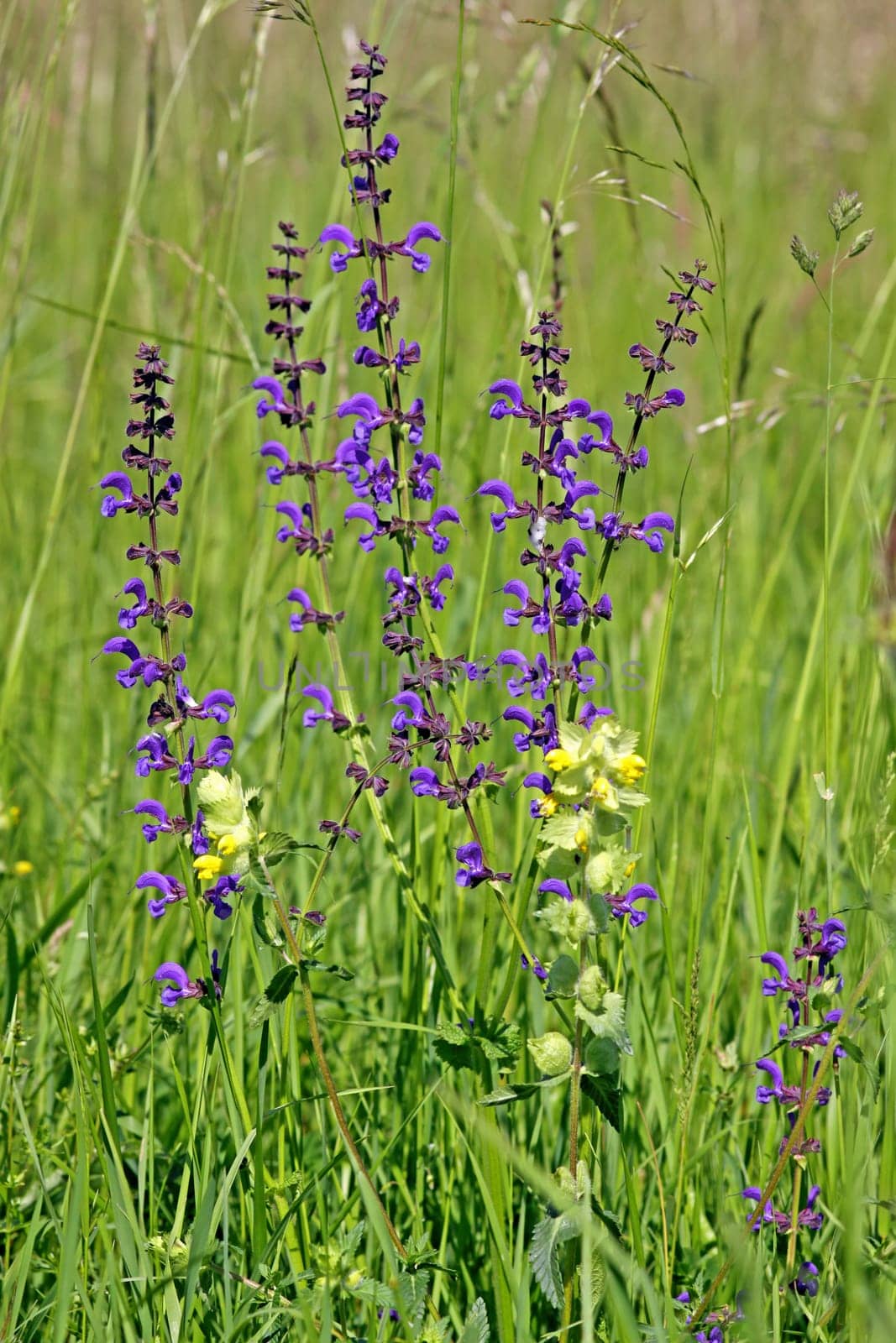 Cultivated meadow with sage and rattlepot