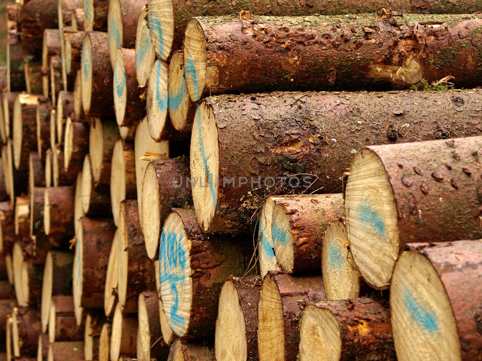 Wood