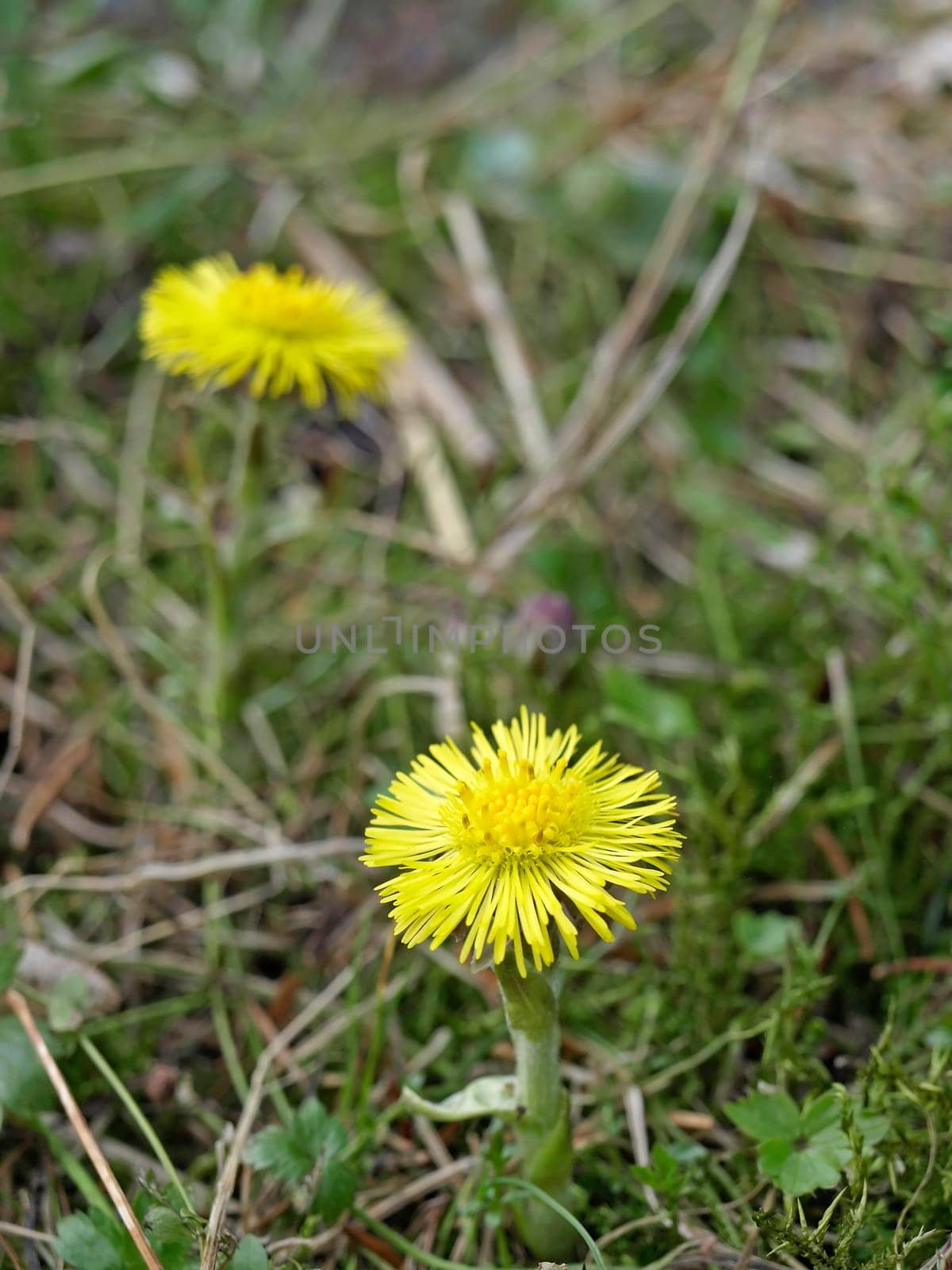 Coltsfoot