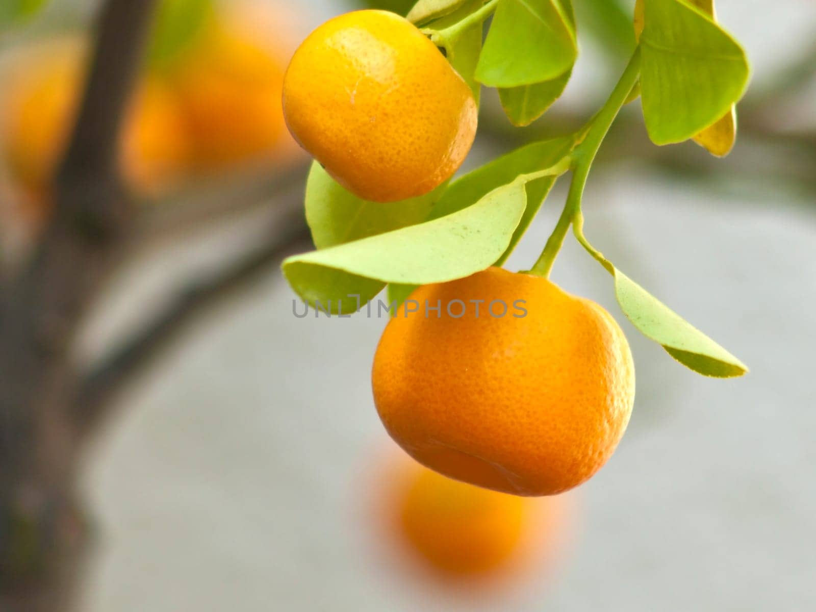 Mandarin