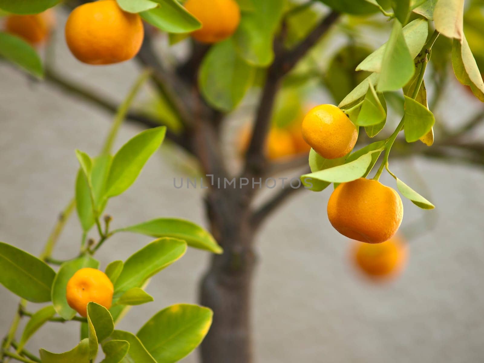 Mandarin