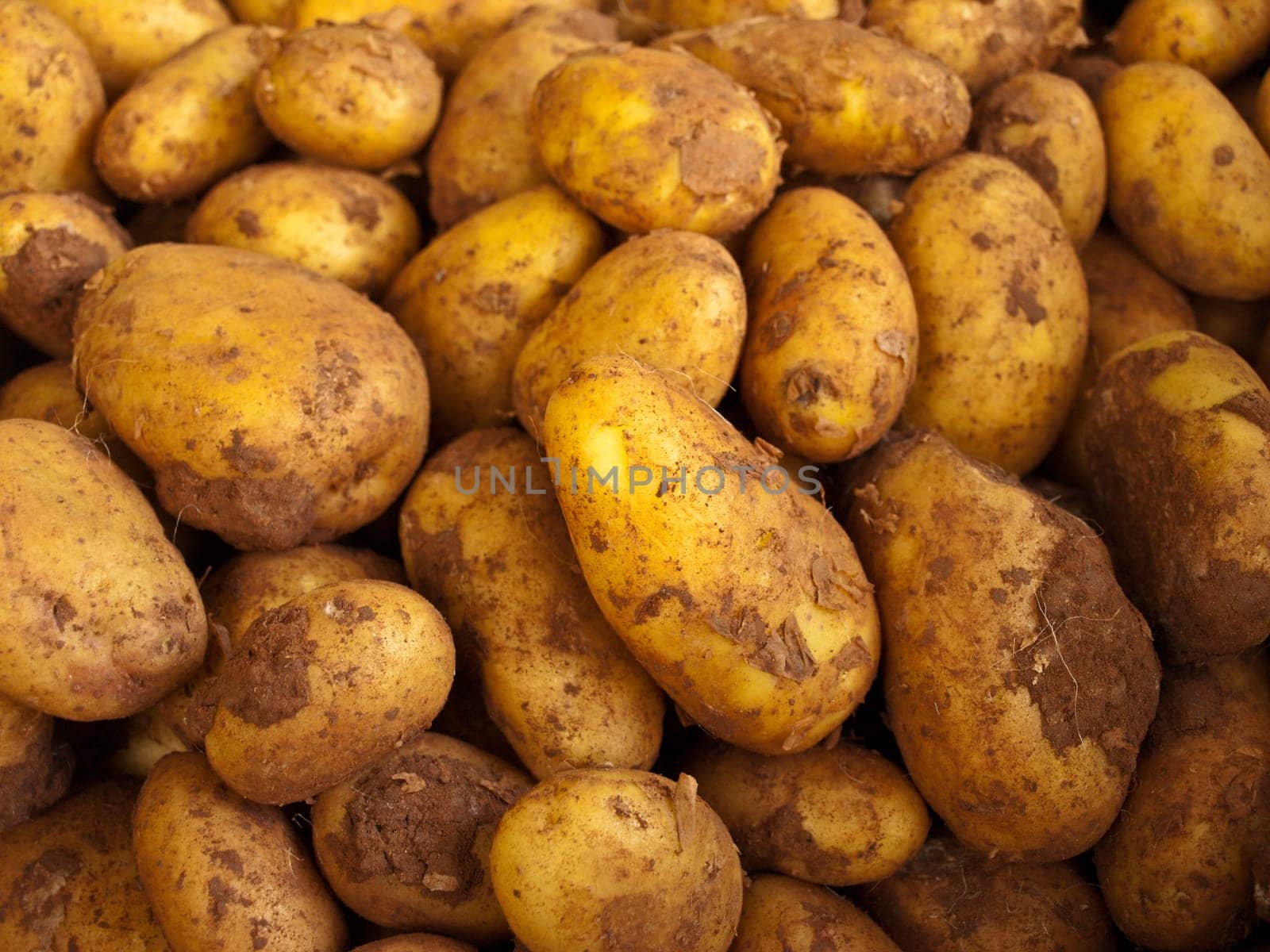 Potato