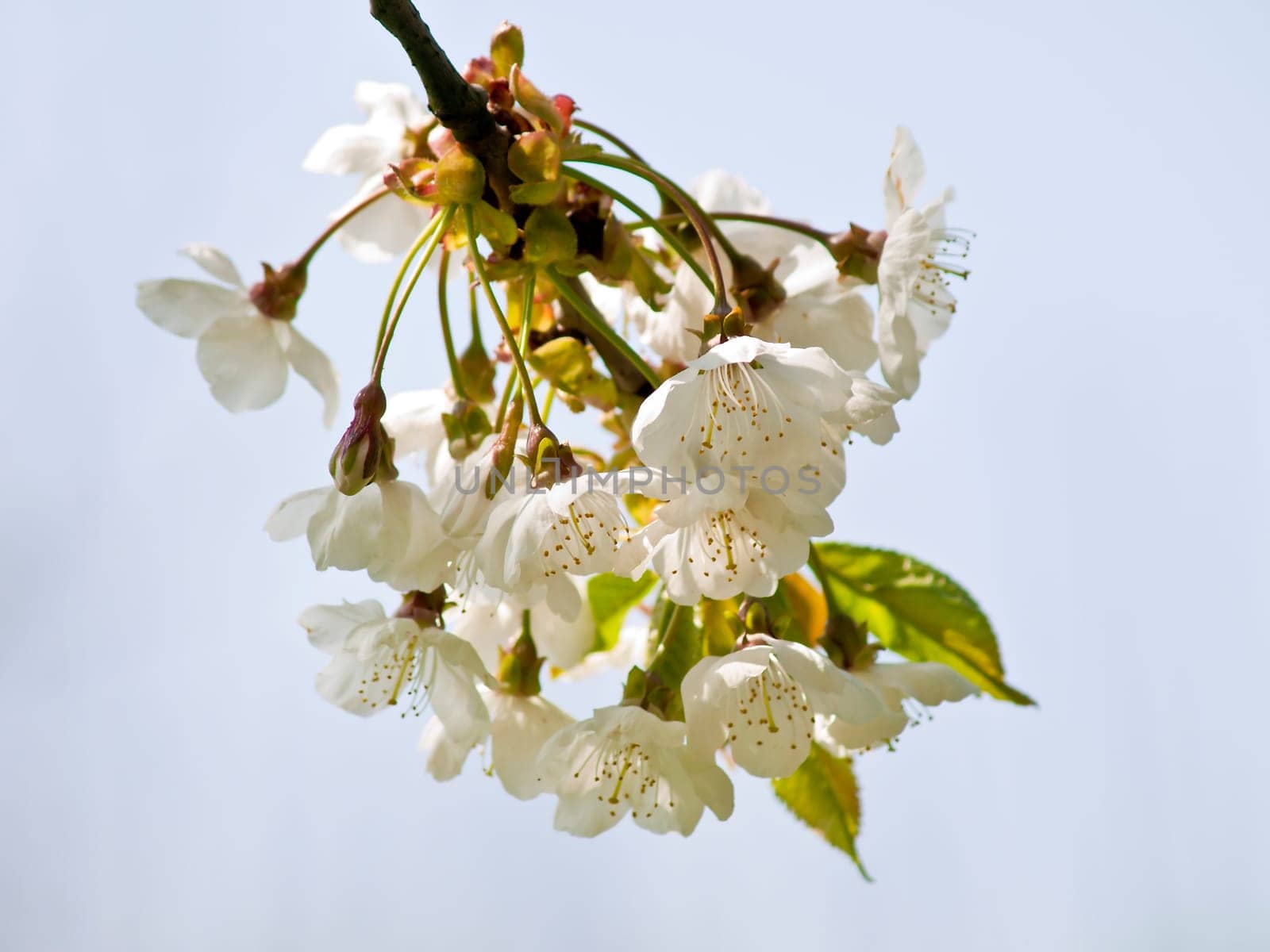 Cherry blossom