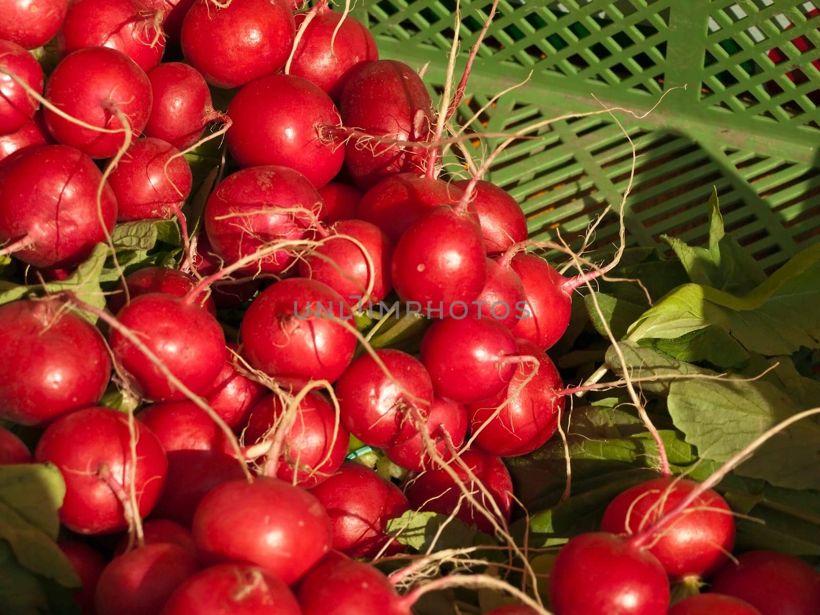 Radish