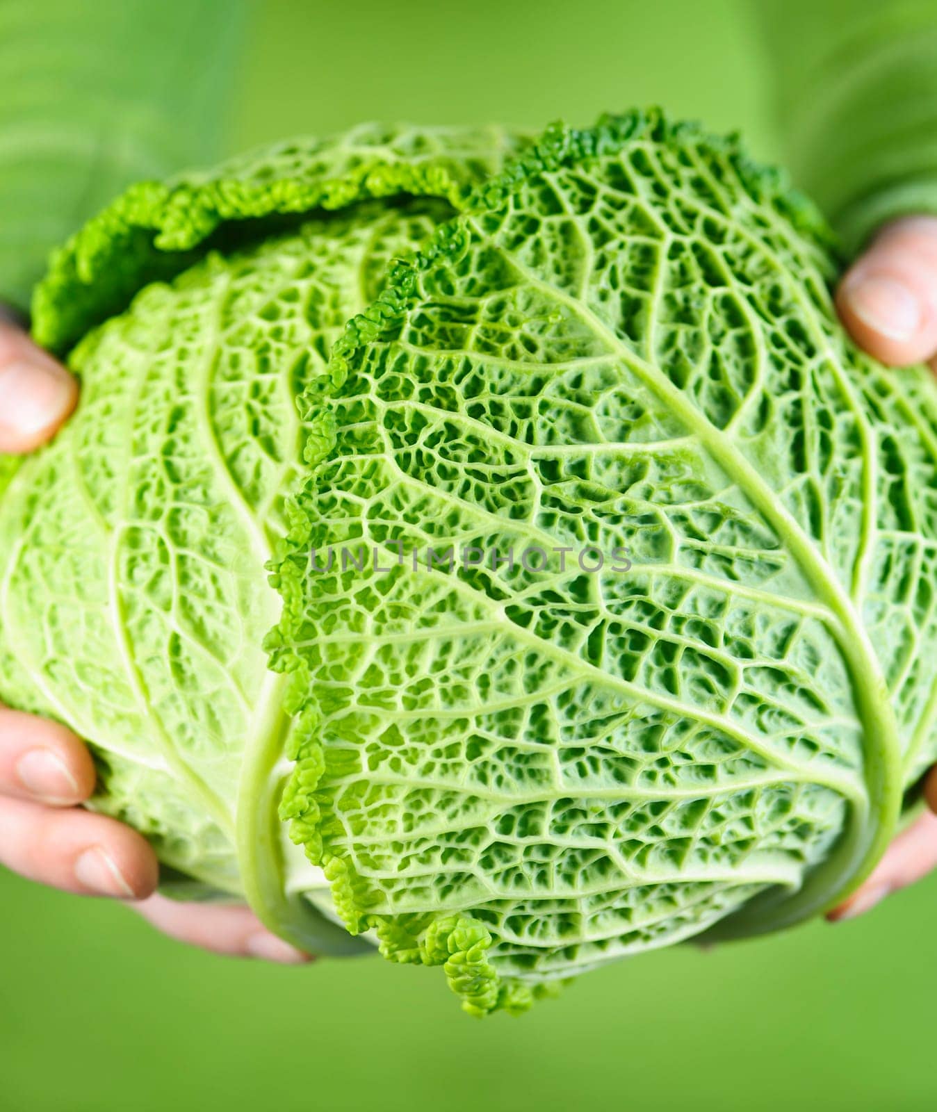 Hands holding green cabbage head