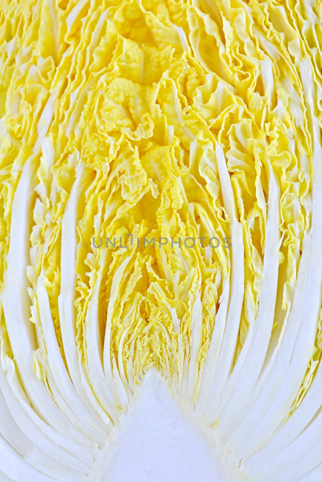 Closeup of half sliced chinese cabbage head