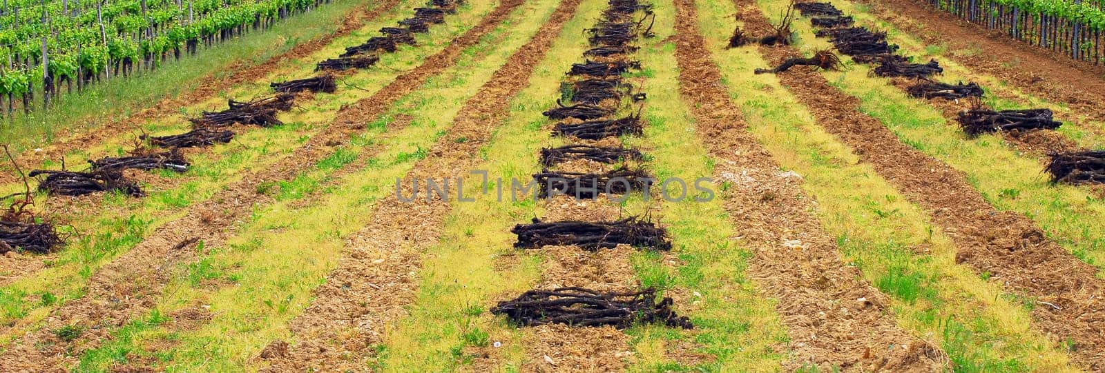 The root of the vine