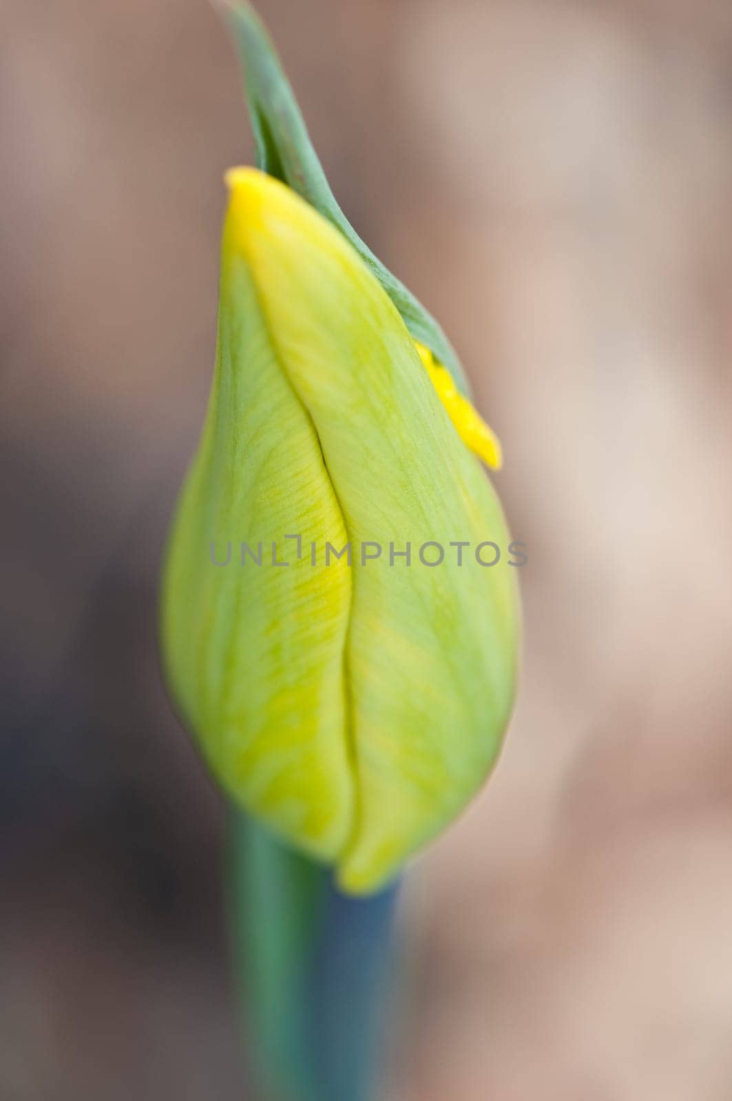 Bud of a tulip