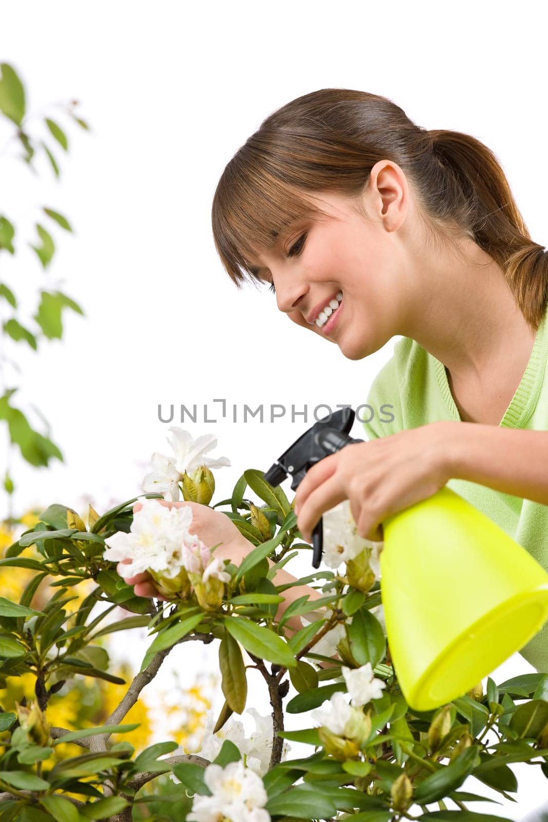 Gardening - woman sprinkling water on Rhododendron blossom flowe