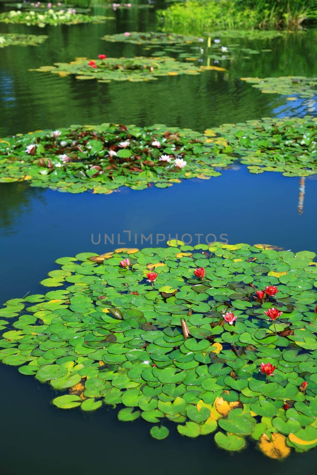 Garden pond