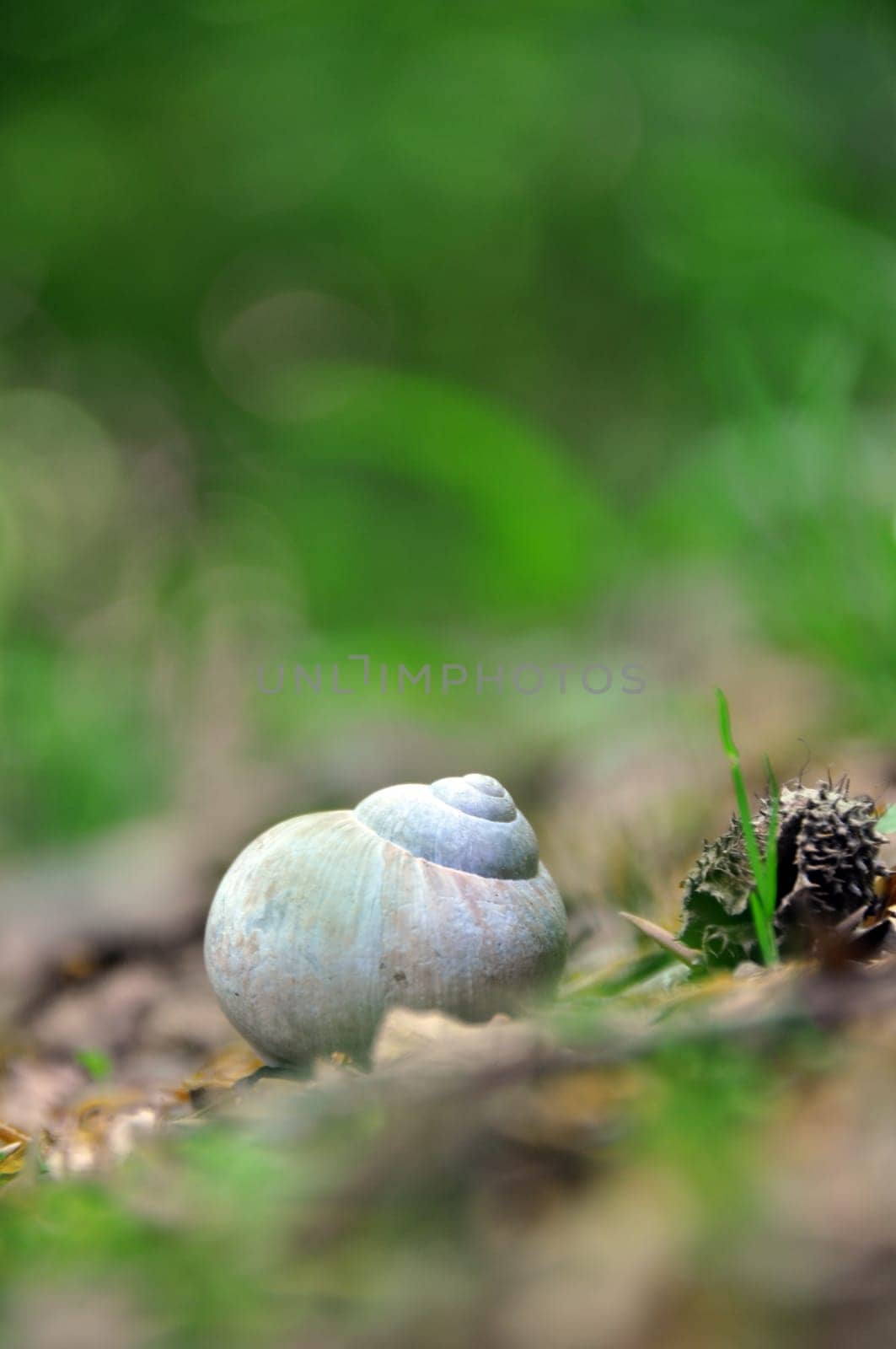 Snail house