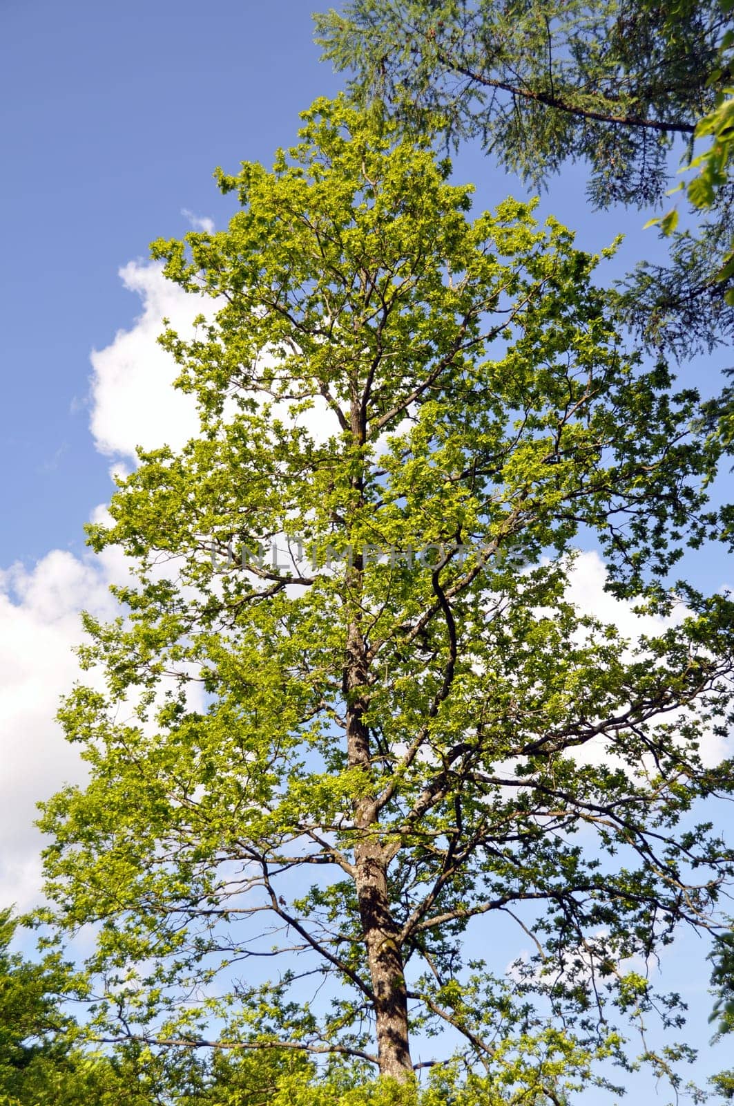 Large trees in spring